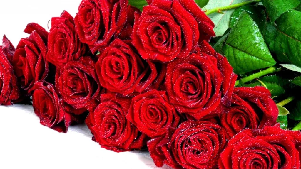 Top 200+ hình nền hoa hồng đỏ đẹp, độc lạ nhất định bạn phải xem 200 hinh nen hoa hong do dep nhat 2025078