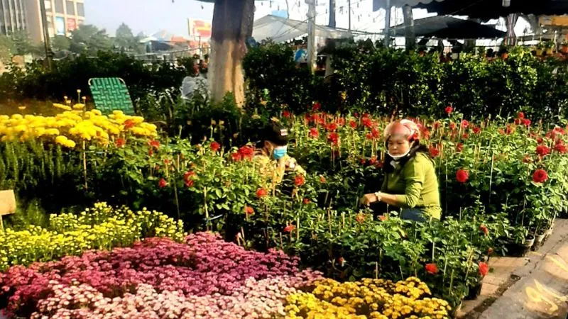 Tuyen chon 60 hinh anh tet dep 2025 nhin la thay tet ngay 15