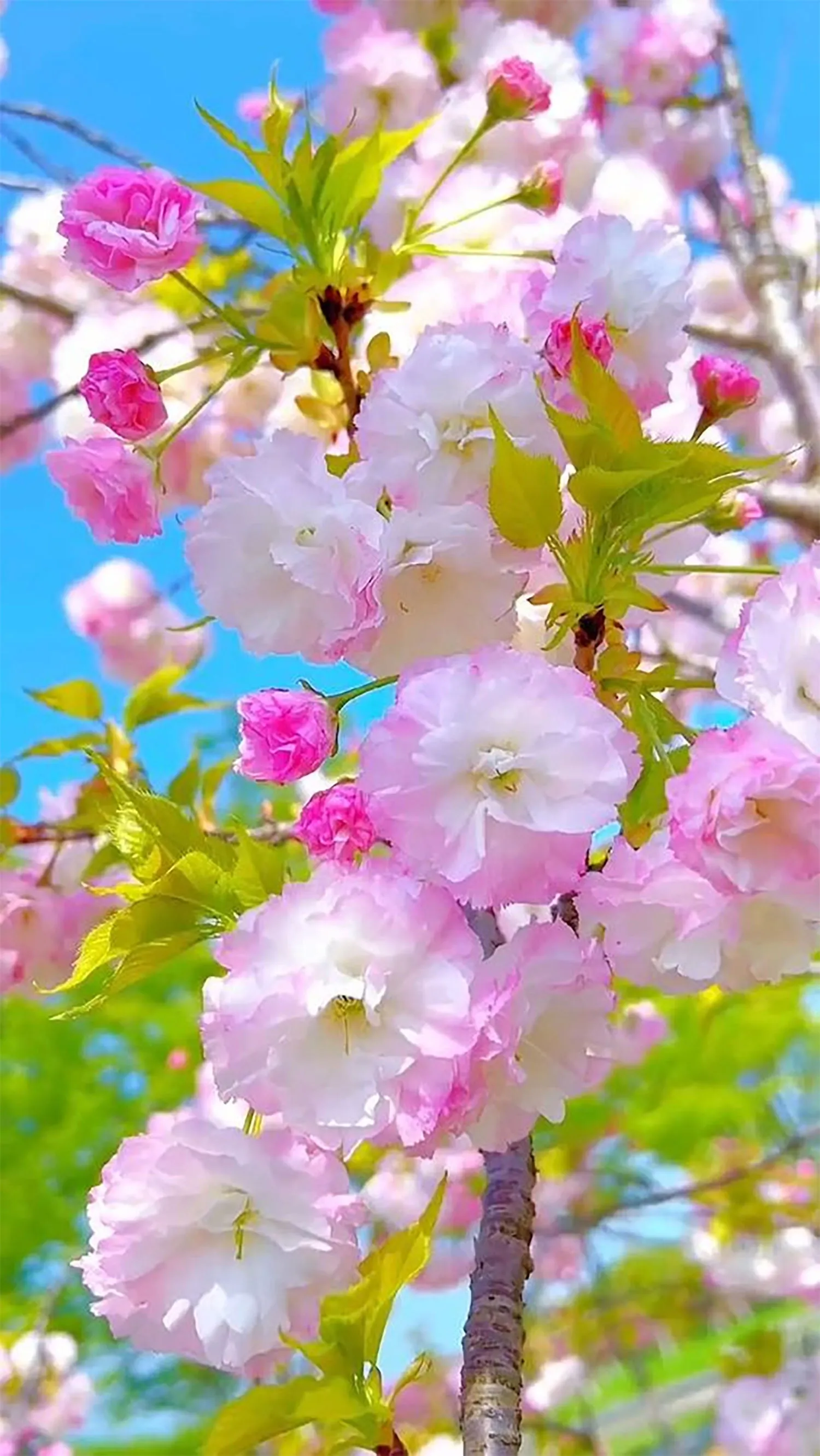 hinh nen hoa mau don 1 jpg afeeeb91