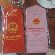 200+ Mẫu Bao Lì Xì 2025: Từ Truyền Thống Đến Hiện Đại mau bao li xi 2025063 1