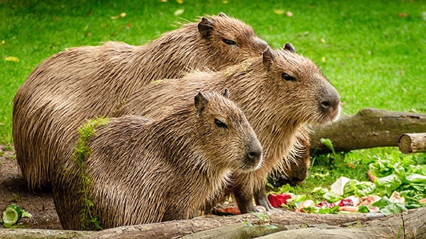 100+ Tranh Tô Màu Capybara Cute: Từ Dễ Đến Khó, Phù Hợp Mọi Lứa Tuổi! 100 tranh to mau capybara cute tu de den kho phu hop moi lua tuoi 11999 1