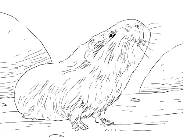 100+ Tranh Tô Màu Capybara Cute: Từ Dễ Đến Khó, Phù Hợp Mọi Lứa Tuổi! 100 tranh to mau capybara cute tu de den kho phu hop moi lua tuoi 11999 13