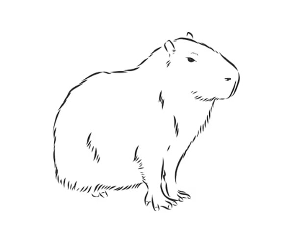 100+ Tranh Tô Màu Capybara Cute: Từ Dễ Đến Khó, Phù Hợp Mọi Lứa Tuổi! 100 tranh to mau capybara cute tu de den kho phu hop moi lua tuoi 11999 6