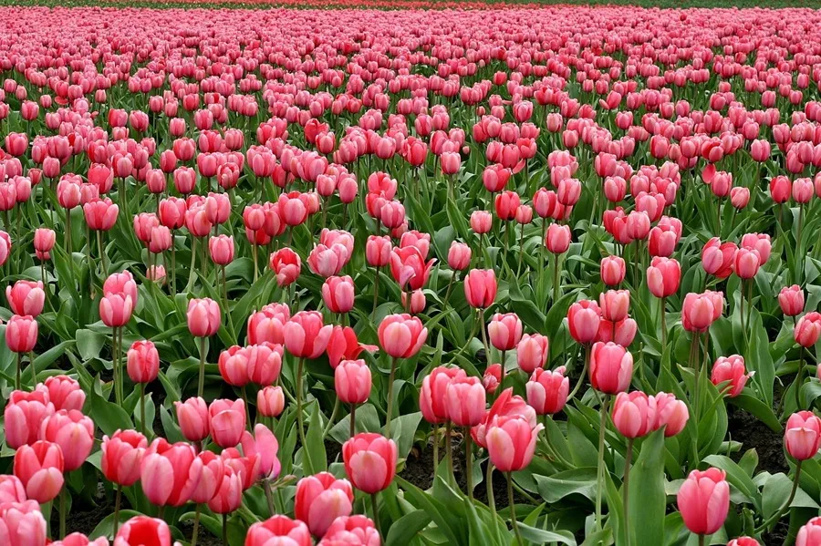 Trong thế giới số, hình nền hoa tulip đã trở thành một xu hướng được yêu thích, giúp tô điểm cho màn hình điện thoại và máy tính, mang lại cảm giác tươi mới và tràn đầy sức sống