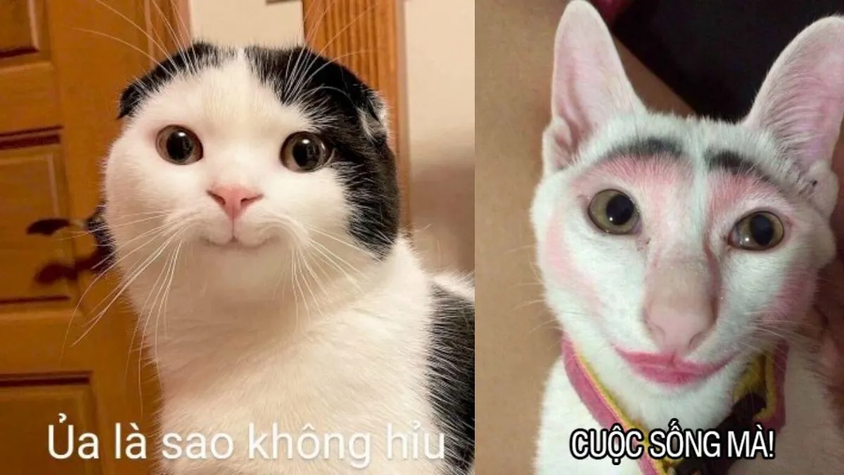 88+ Hình Ảnh Hài Hước, Bựa Bá Đạo Nhất - Cho Điện Thoại & PC! Tải Ngay! hinh anh hai huoc Innhanh.pro .vn12