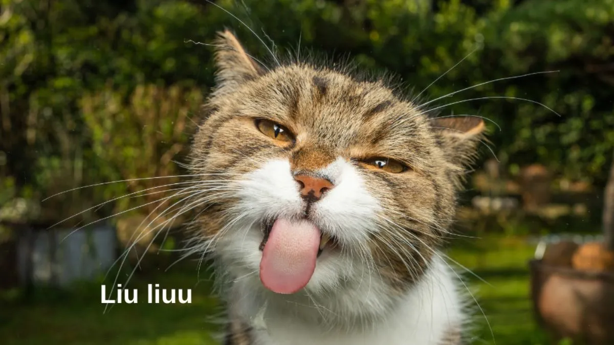 88+ Hình Ảnh Hài Hước, Bựa Bá Đạo Nhất - Cho Điện Thoại & PC! Tải Ngay! hinh anh hai huoc Innhanh.pro .vn64
