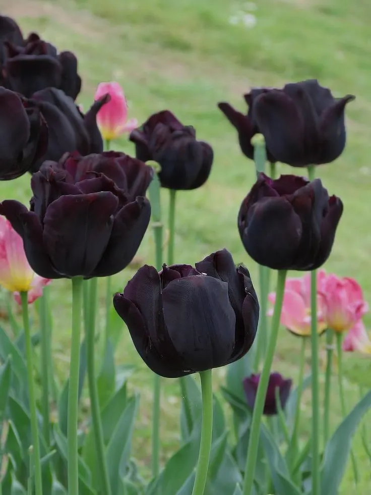 Bộ Sưu Tập 80+ Hình Nền Hoa Tulip Trendy Nhất 2025 hinh nen hoa tulip innhanh.pro .vn 100