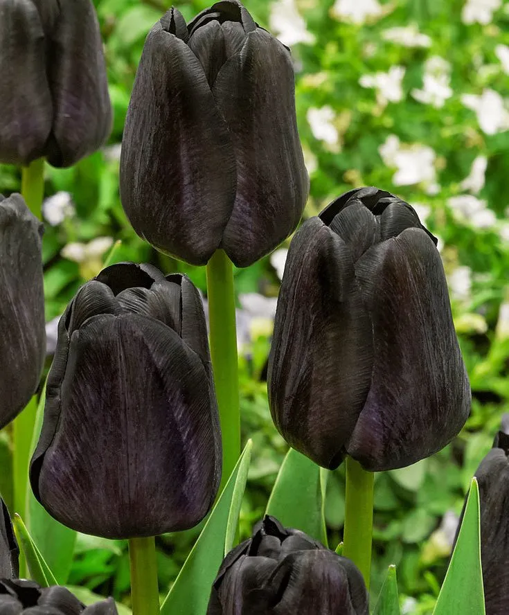 Bộ Sưu Tập 80+ Hình Nền Hoa Tulip Trendy Nhất 2025 hinh nen hoa tulip innhanh.pro .vn 102