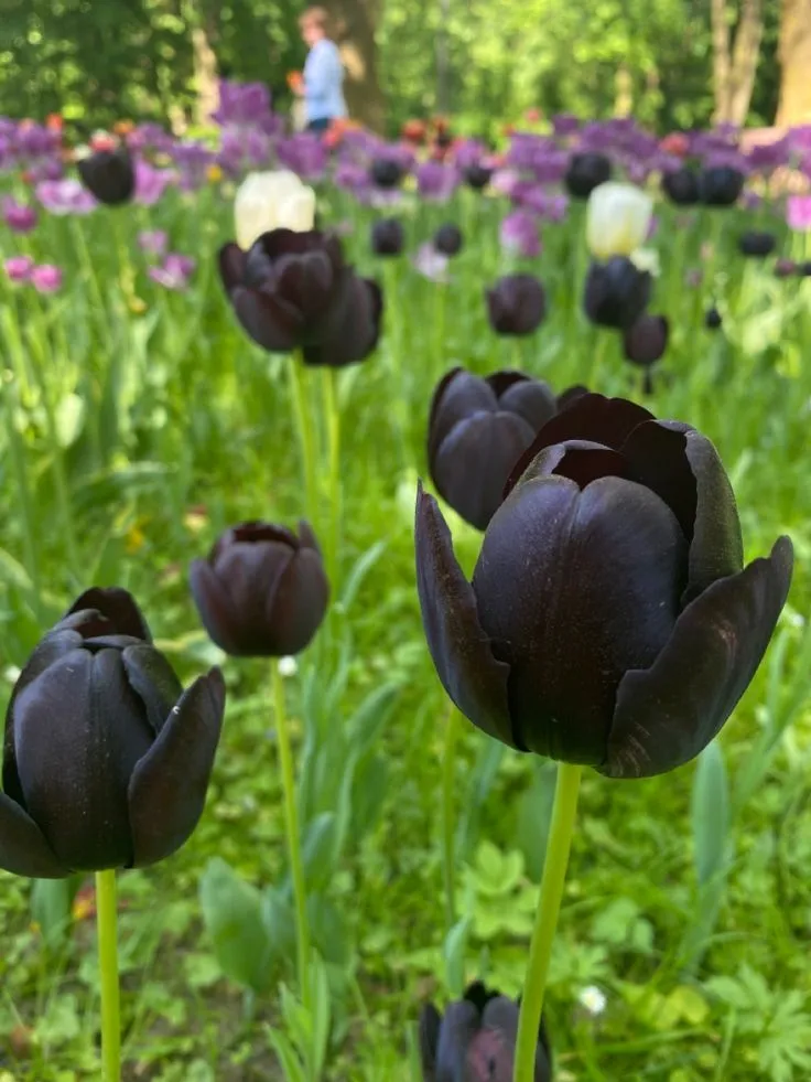 Bộ Sưu Tập 80+ Hình Nền Hoa Tulip Trendy Nhất 2025 hinh nen hoa tulip innhanh.pro .vn 103