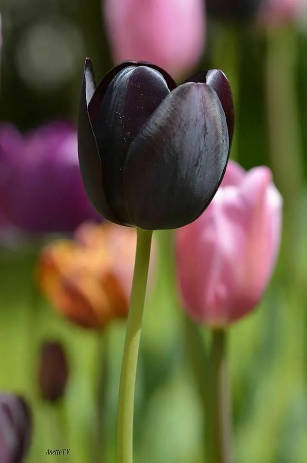 Bộ Sưu Tập 80+ Hình Nền Hoa Tulip Trendy Nhất 2025 hinh nen hoa tulip innhanh.pro .vn 104