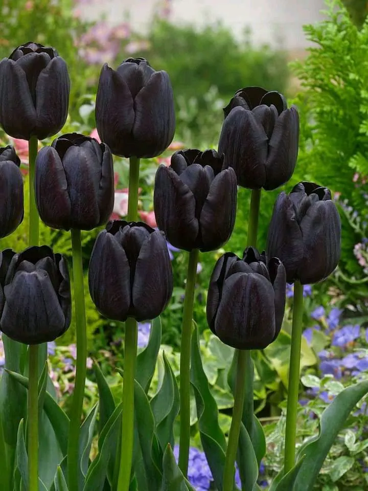 Bộ Sưu Tập 80+ Hình Nền Hoa Tulip Trendy Nhất 2025 hinh nen hoa tulip innhanh.pro .vn 105