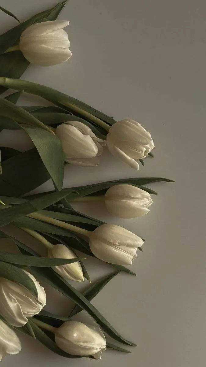 Bộ Sưu Tập 80+ Hình Nền Hoa Tulip Trendy Nhất 2025 hinh nen hoa tulip innhanh.pro .vn 118