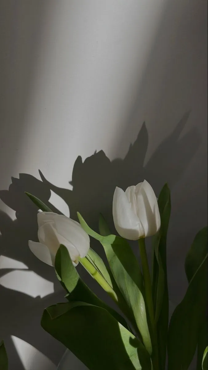 Bộ Sưu Tập 80+ Hình Nền Hoa Tulip Trendy Nhất 2025 hinh nen hoa tulip innhanh.pro .vn 123