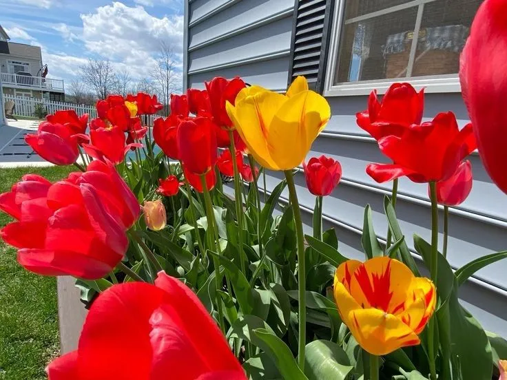 Bộ Sưu Tập 80+ Hình Nền Hoa Tulip Trendy Nhất 2025 hinh nen hoa tulip innhanh.pro .vn 127