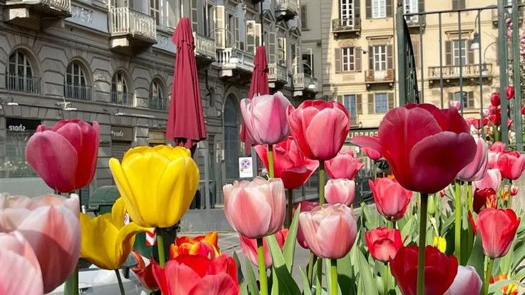 Bộ Sưu Tập 80+ Hình Nền Hoa Tulip Trendy Nhất 2025 hinh nen hoa tulip innhanh.pro .vn 130