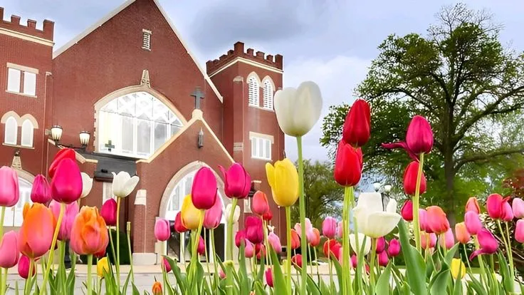 Bộ Sưu Tập 80+ Hình Nền Hoa Tulip Trendy Nhất 2025 hinh nen hoa tulip innhanh.pro .vn 131