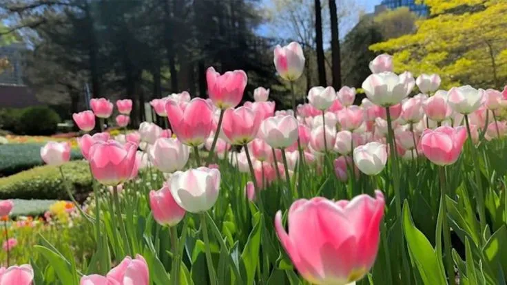 Bộ Sưu Tập 80+ Hình Nền Hoa Tulip Trendy Nhất 2025 hinh nen hoa tulip innhanh.pro .vn 133