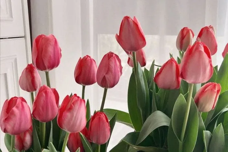 Bộ Sưu Tập 80+ Hình Nền Hoa Tulip Trendy Nhất 2025 hinh nen hoa tulip innhanh.pro .vn 134