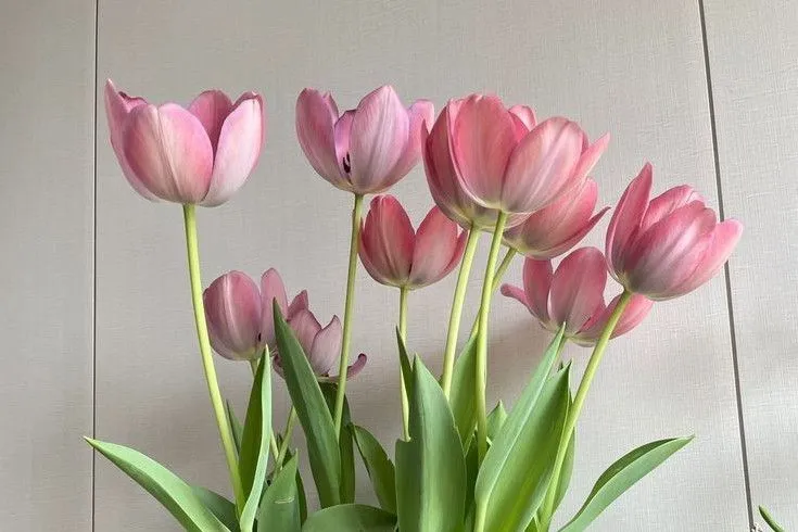Bộ Sưu Tập 80+ Hình Nền Hoa Tulip Trendy Nhất 2025 hinh nen hoa tulip innhanh.pro .vn 135