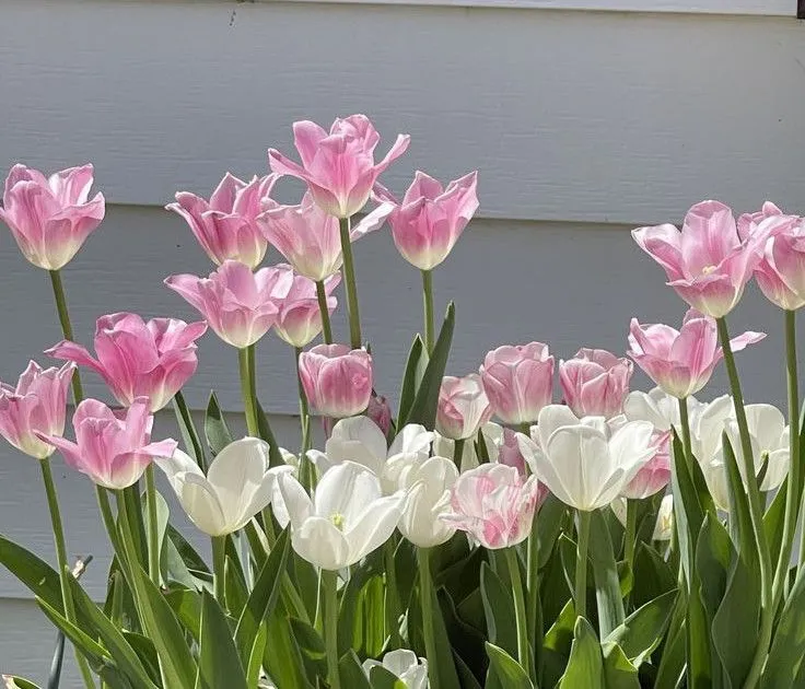 Bộ Sưu Tập 80+ Hình Nền Hoa Tulip Trendy Nhất 2025 hinh nen hoa tulip innhanh.pro .vn 136