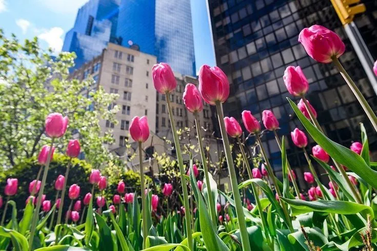 Bộ Sưu Tập 80+ Hình Nền Hoa Tulip Trendy Nhất 2025 hinh nen hoa tulip innhanh.pro .vn 137