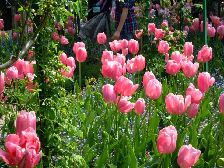 Bộ Sưu Tập 80+ Hình Nền Hoa Tulip Trendy Nhất 2025 hinh nen hoa tulip innhanh.pro .vn 69
