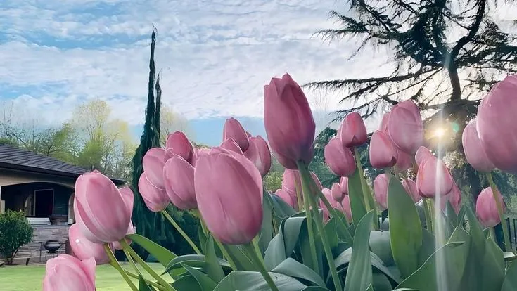 Bộ Sưu Tập 80+ Hình Nền Hoa Tulip Trendy Nhất 2025 hinh nen hoa tulip innhanh.pro .vn 70