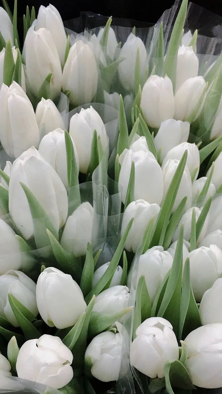 Bộ Sưu Tập 80+ Hình Nền Hoa Tulip Trendy Nhất 2025 hinh nen hoa tulip innhanh.pro .vn 73