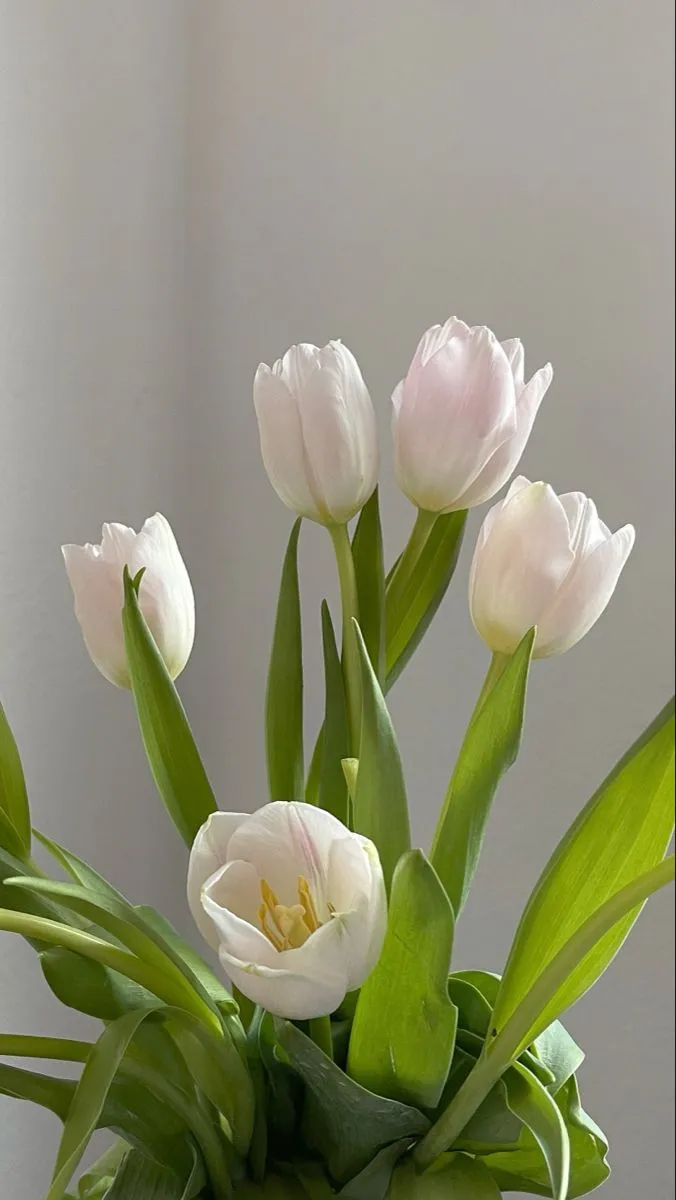 Bộ Sưu Tập 80+ Hình Nền Hoa Tulip Trendy Nhất 2025 hinh nen hoa tulip innhanh.pro .vn 74