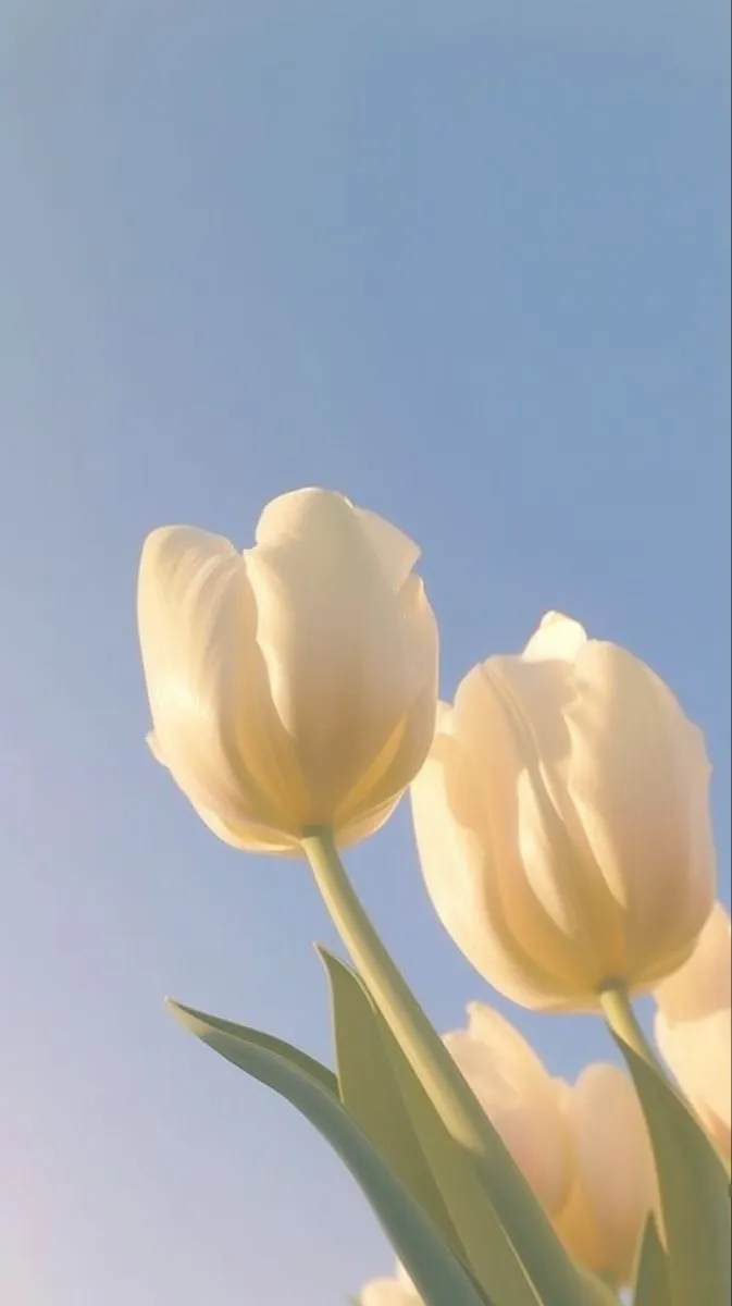 Bộ Sưu Tập 80+ Hình Nền Hoa Tulip Trendy Nhất 2025 hinh nen hoa tulip innhanh.pro .vn 77