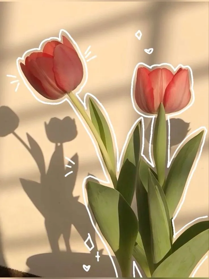 Bộ Sưu Tập 80+ Hình Nền Hoa Tulip Trendy Nhất 2025 hinh nen hoa tulip innhanh.pro .vn 78