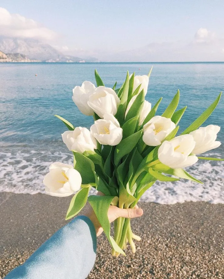 Bộ Sưu Tập 80+ Hình Nền Hoa Tulip Trendy Nhất 2025 hinh nen hoa tulip innhanh.pro .vn 81