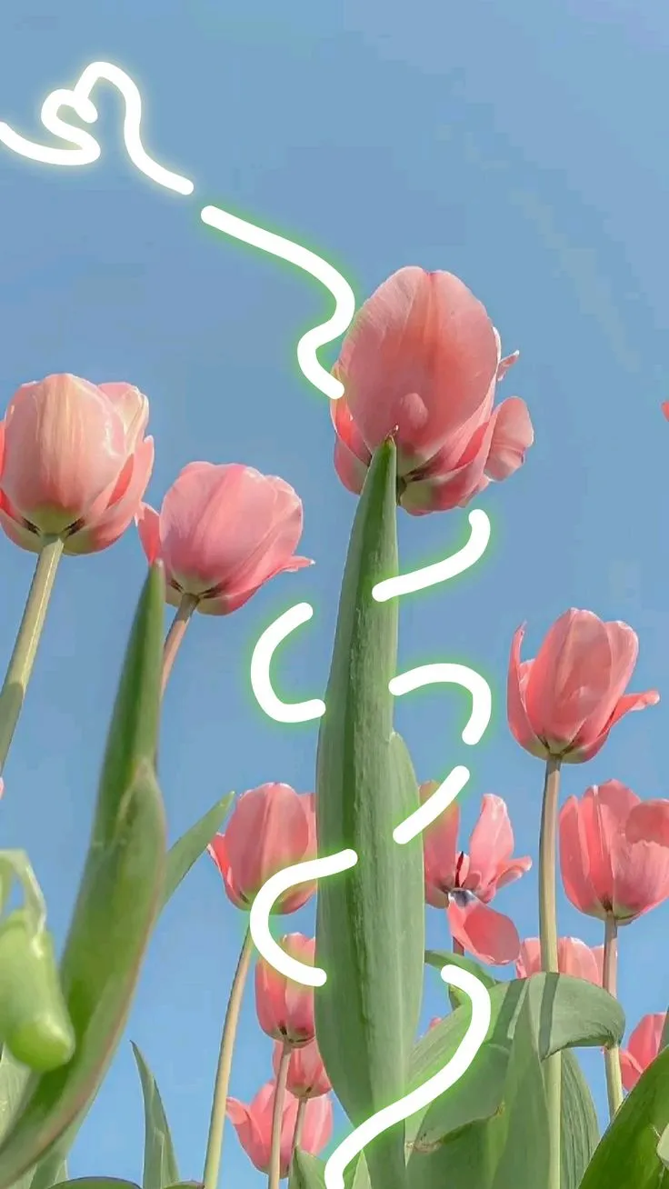 Bộ Sưu Tập 80+ Hình Nền Hoa Tulip Trendy Nhất 2025 hinh nen hoa tulip innhanh.pro .vn 87