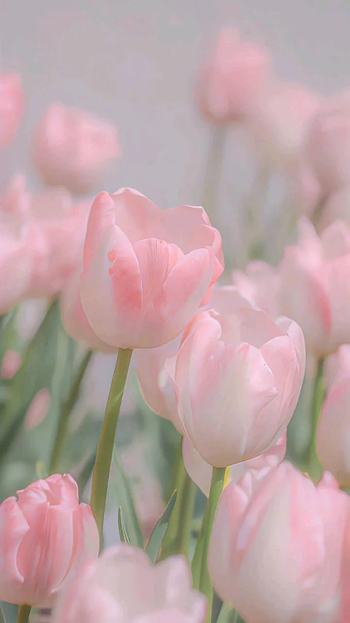 Bộ Sưu Tập 80+ Hình Nền Hoa Tulip Trendy Nhất 2025 hinh nen hoa tulip innhanh.pro .vn 95