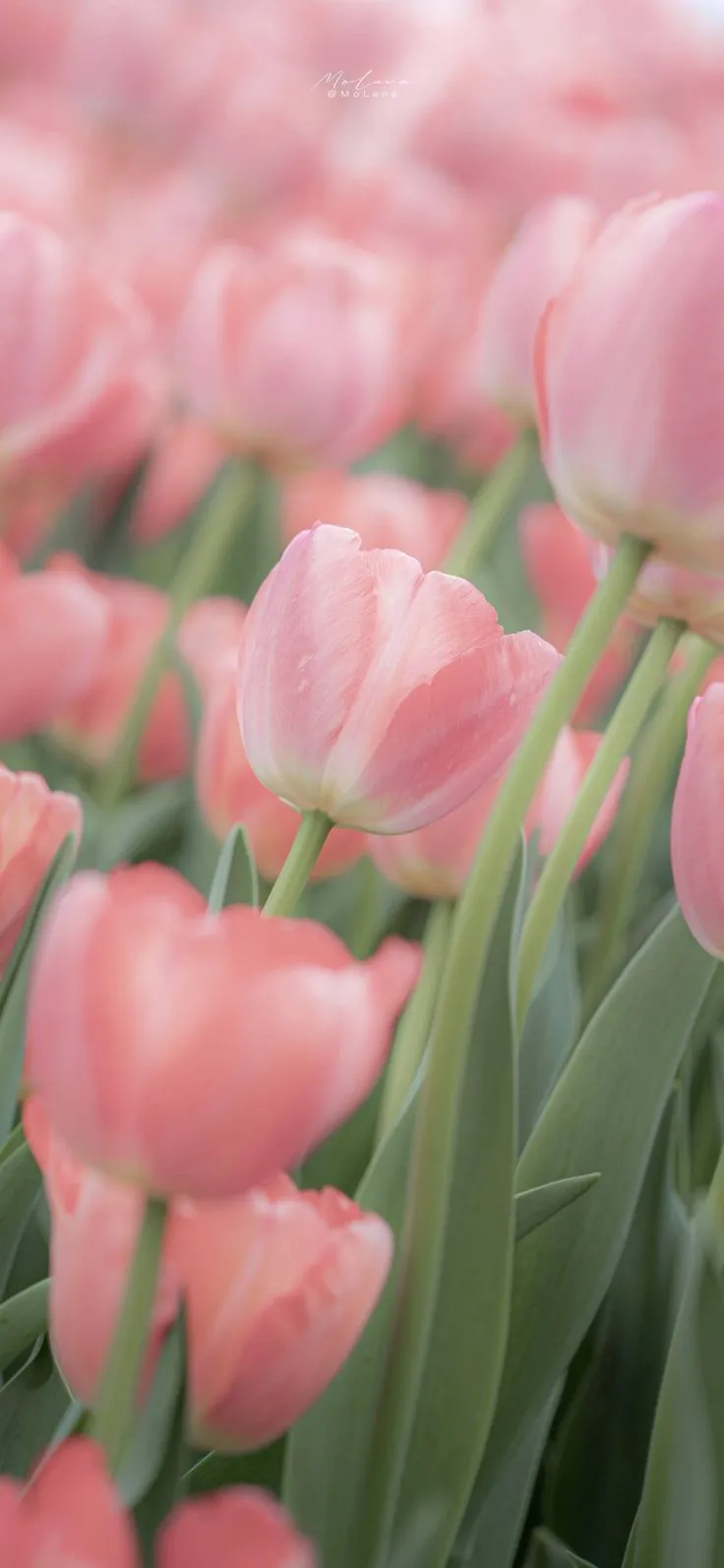 Bộ Sưu Tập 80+ Hình Nền Hoa Tulip Trendy Nhất 2025 hinh nen hoa tulip innhanh.pro .vn 99