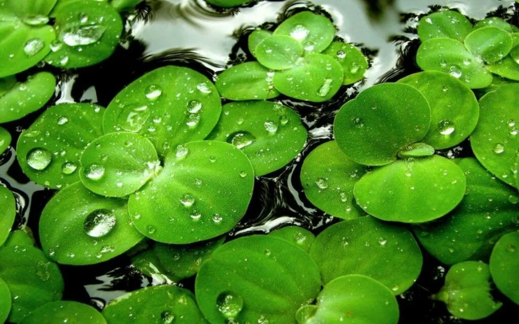 Bí Quyết Thu Hút Tài Lộc: 99+ Hình Nền May Mắn Cho Điện Thoại & Máy Tính hinh nen may man036