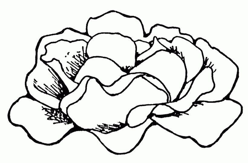 hinh-tap-to-rau-bap-cai-cho-be-4-820x540-1 Cabbage Clipart Black And White - Pencil And In Color Cabbage intended for Great Of Lettuce Clipart Black And White