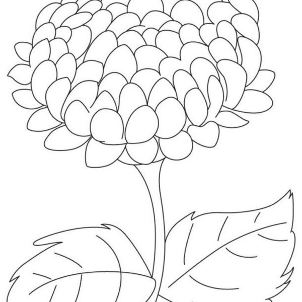 hinh-to-mau-hoa-cuc-cho-be-tap-to-6-600x600-1 Chrysanthemum coloring pages Lovely big chrysanthemum coloring page free big chrysanthemum