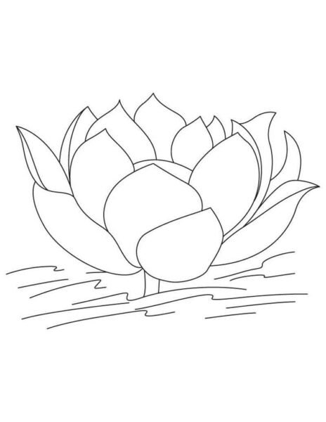 hinh-to-mau-hoa-sen-dep-nhat-cho-be-tap-to-4-464x600-1 Hình tô màu hoa sen đẹp nhất cho bé tập tô (4)