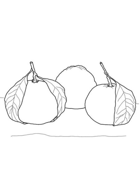 Giadinhsu.com - Tranh tô màu Quả cam cho bé