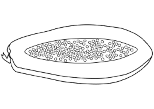 hinh-ve-chua-to-mau-qua-du-du-cho-be-tap-to-4 Hình vẽ chưa tô màu quả đu đủ cho bé tập tô (4)