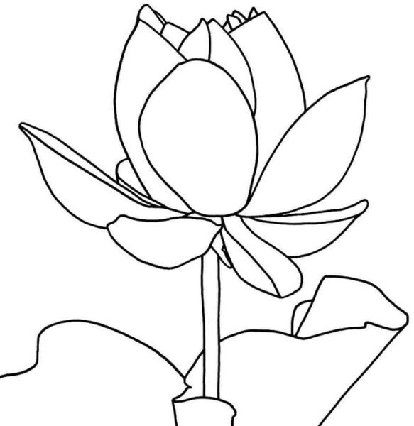 hoa-sen-583x600-1 Hoa sen