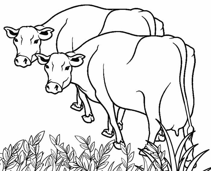 Mẫu tranh tô màu con bò dễ thương cho bé tập tô (1)