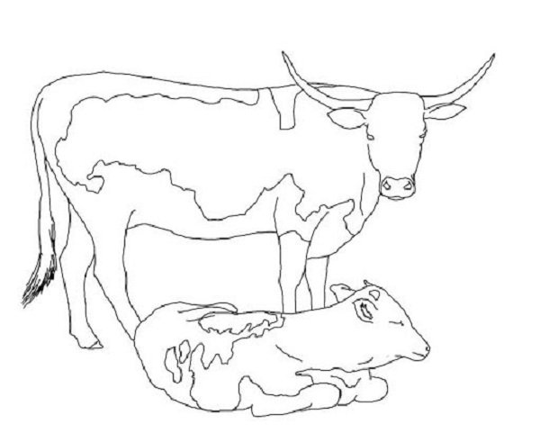 Mẫu tranh tô màu con bò dễ thương cho bé tập tô (3)