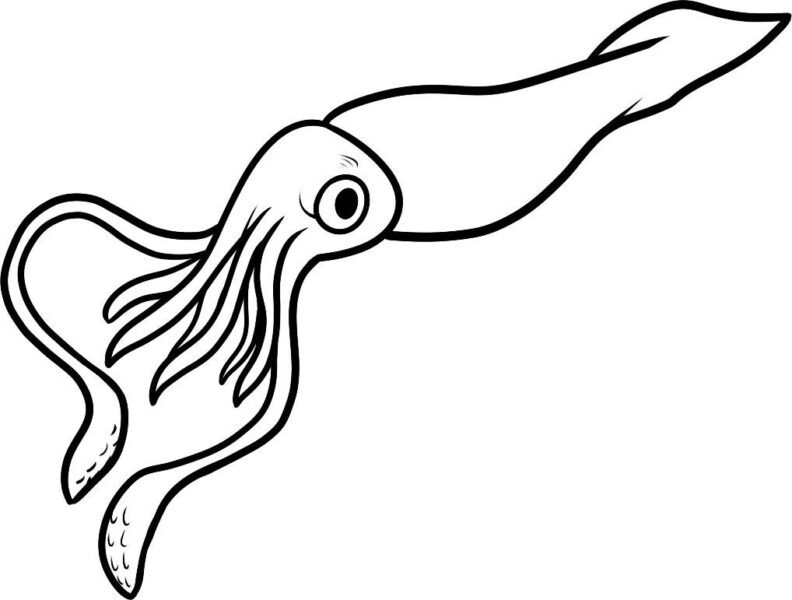 mau-tranh-to-mau-con-muc-cho-be-tap-to-2-792x600-1 Black and white drawing squid image in Cliparts category at pixy.org