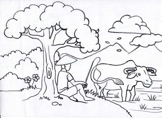 Tranh tô màu cánh đồng lúa đẹp cho bé tập tô (12)