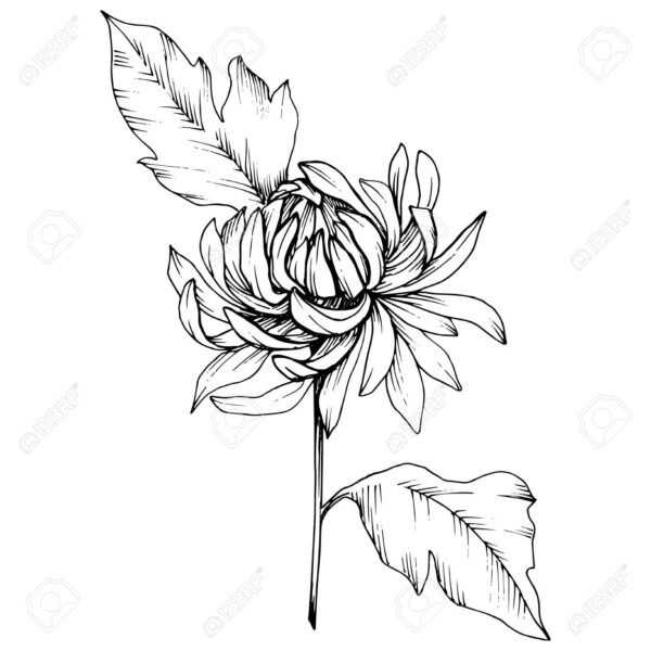 tranh-to-mau-hoa-cuc-dep-nhat-cho-be-tap-to-33-600x600-1 Vector Chrysanthemum floral botanical flowers. Black and white engraved ink art. Isolated flower illustration element.