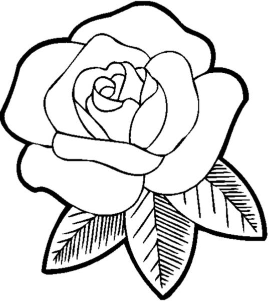 tranh-to-mau-hoa-hong-537x600-1 printable flower coloring pages for girls Beautiful Rose Flower Coloring Pages For Girls For Flower Coloring Page on
