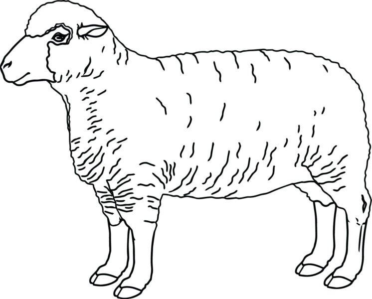 Cool Timely Sheep Coloring Realistic Page Pages Preschool 354